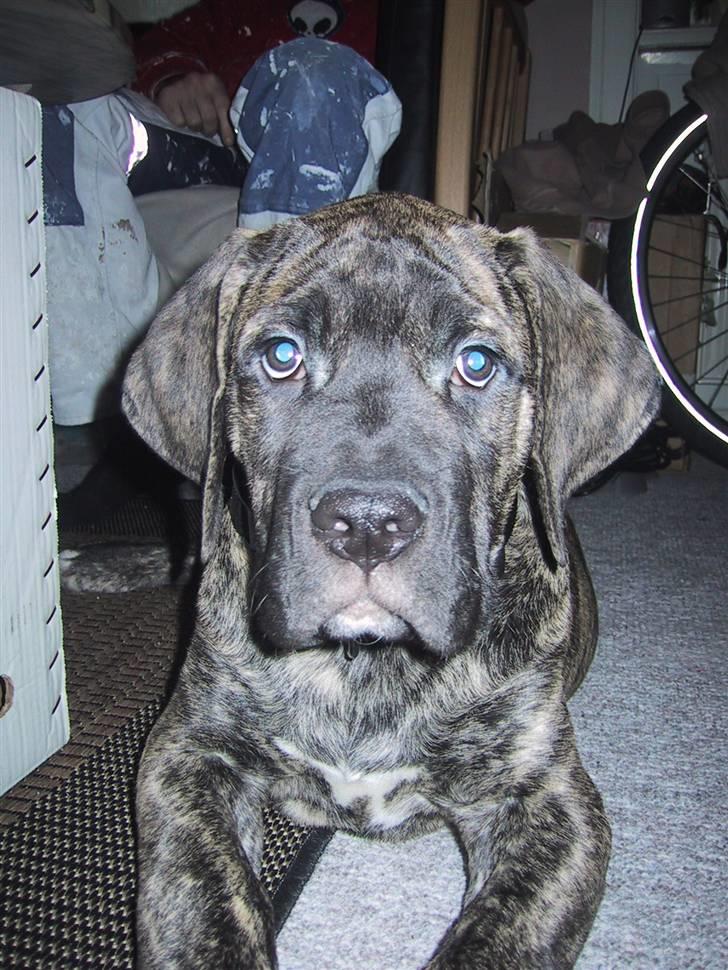 Blanding af racer Pablo - Pablo, 3 mdr billede 8