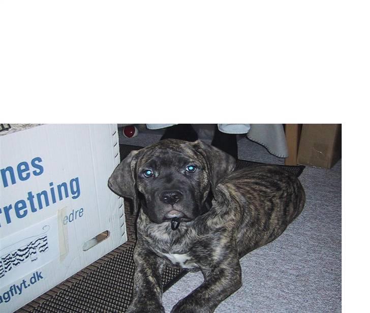 Blanding af racer Pablo - Pablo, 3 mdr billede 9