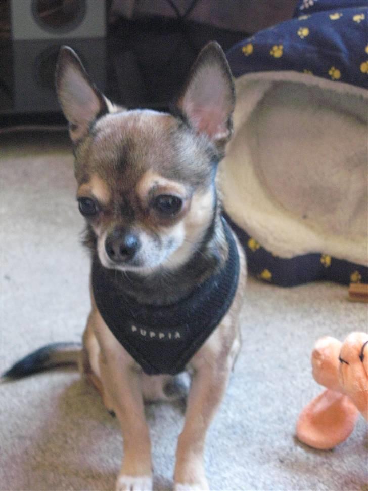 Chihuahua Lillepuslings Hr. Simba  billede 2