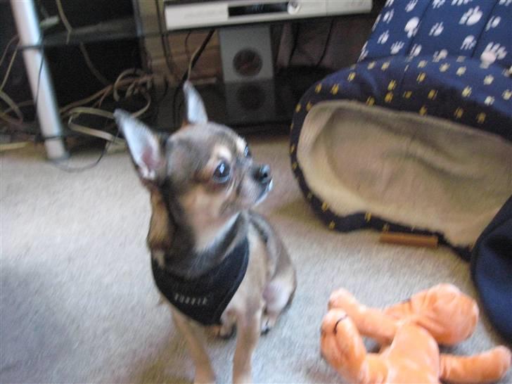 Chihuahua Lillepuslings Hr. Simba  billede 3