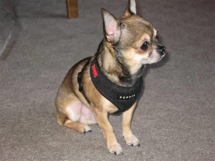 Chihuahua Lillepuslings Hr. Simba  billede 4