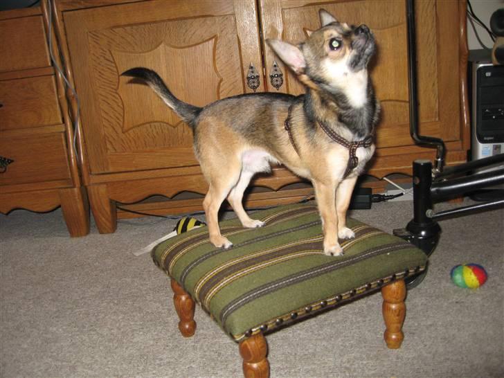 Chihuahua Lillepuslings Hr. Simba  - Se mig billede 5