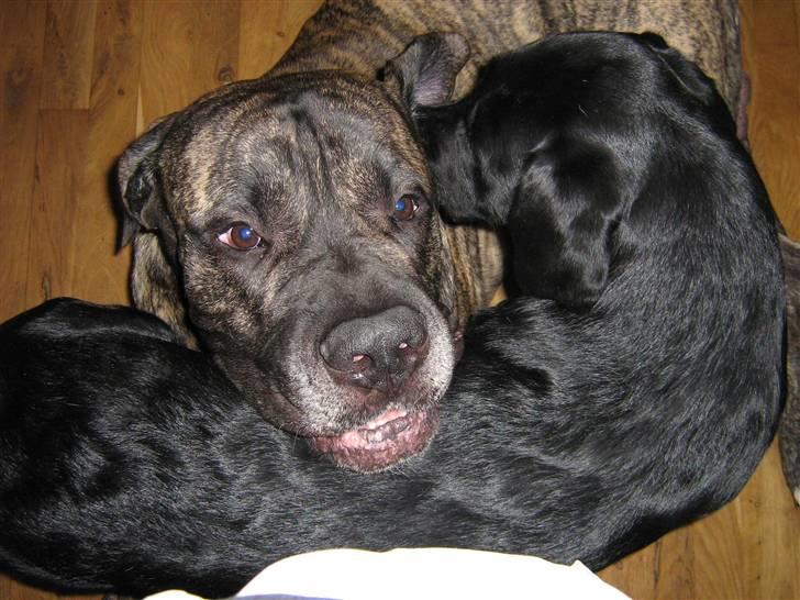 Blanding af racer Pablo billede 10