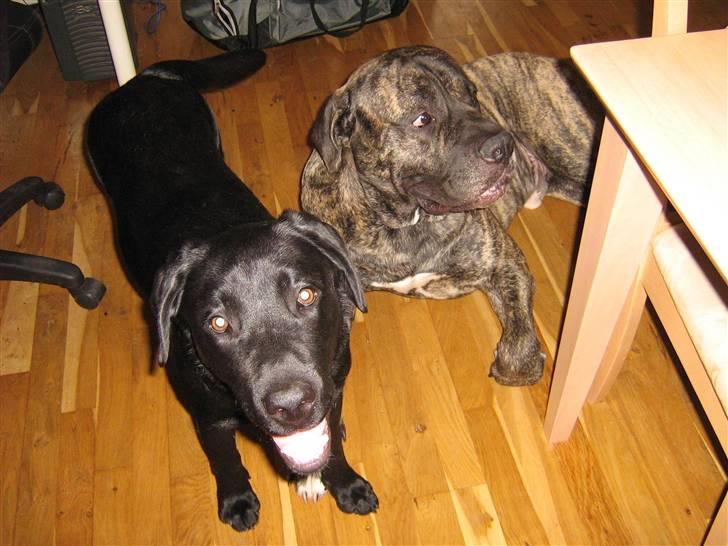 Blanding af racer Pablo billede 11