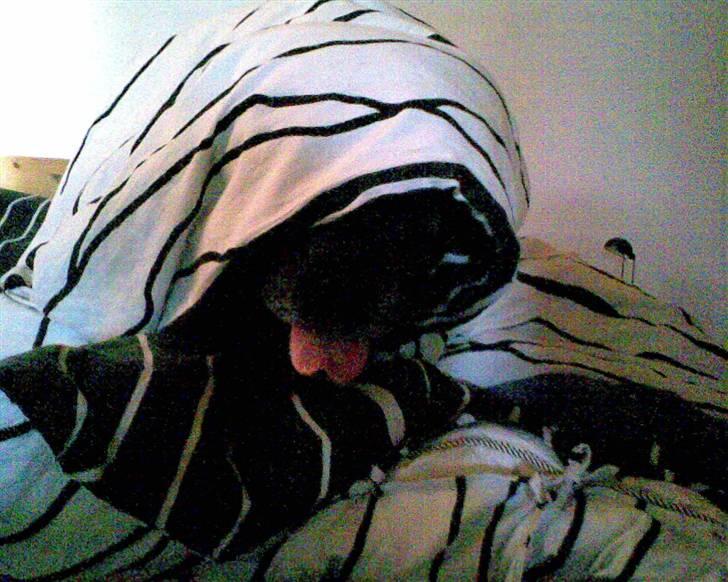 Boerboel majestic rock billede 5