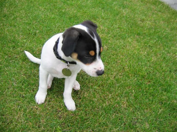 Dansk svensk gaardhund Jenni - jeg er lidt træt ZZzz... billede 1