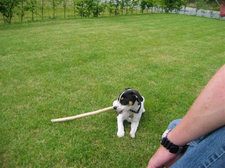 Dansk svensk gaardhund Jenni - min hale er næsten ligeså lang som den her pind billede 2