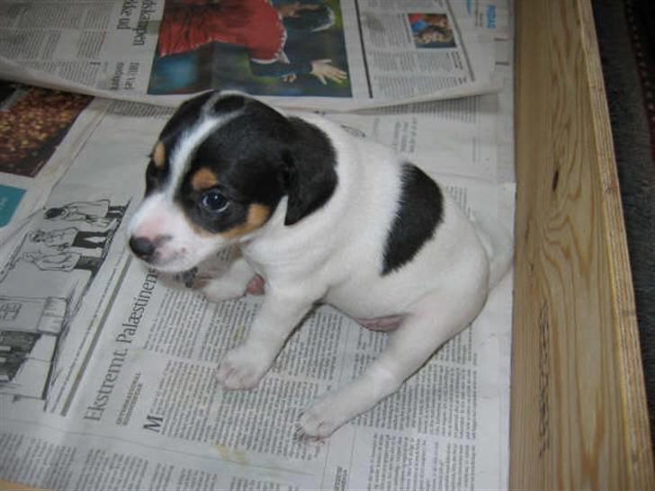 Dansk svensk gaardhund Jenni - jeg tisser på avisen jeg er kun 5 uger billede 3