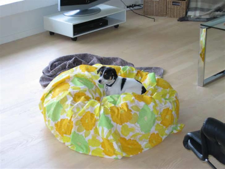 Dansk svensk gaardhund Jenni - det er min sække pude billede 4