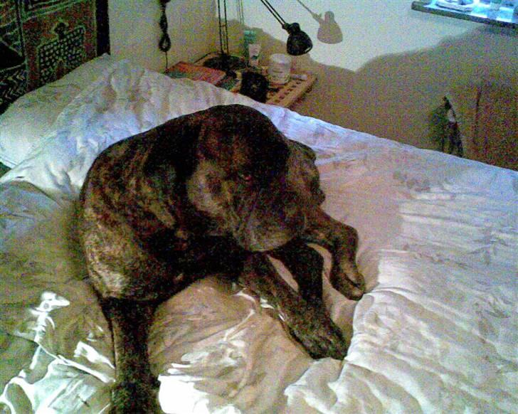 Boerboel majestic rock billede 6