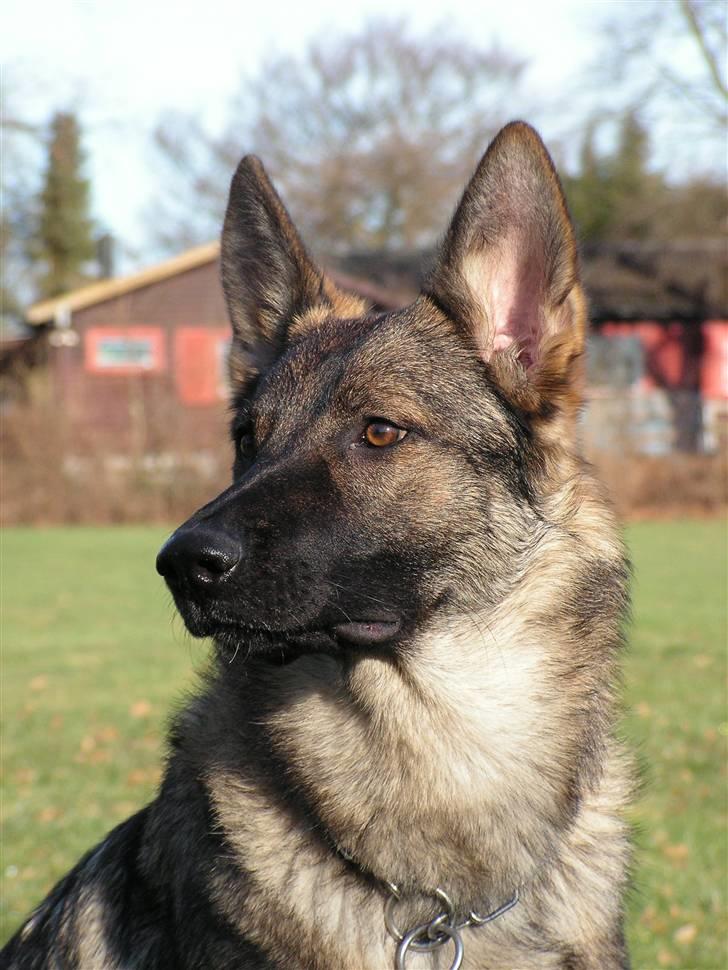 Schæferhund Team Rapi Bacardi(Lotte) - Lotte er her ca. 8 mdr. billede 1