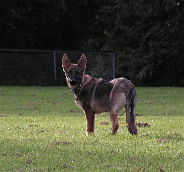 Schæferhund Team Rapi Bacardi(Lotte) billede 2