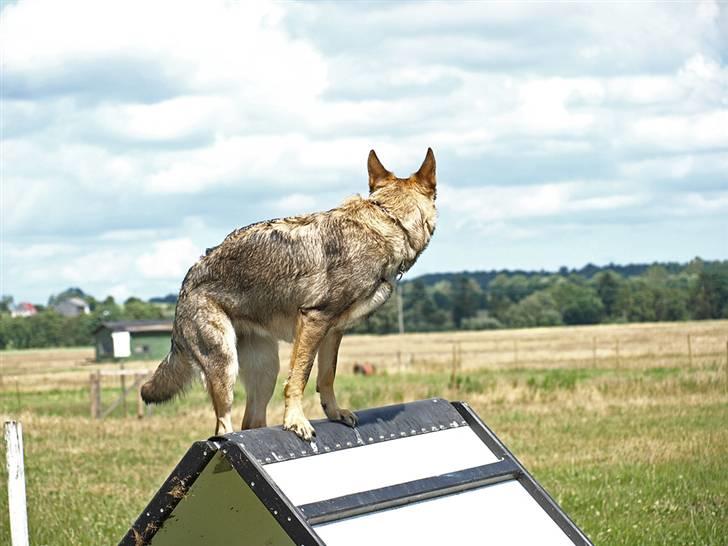 Schæferhund Team Rapi Bacardi(Lotte) billede 3