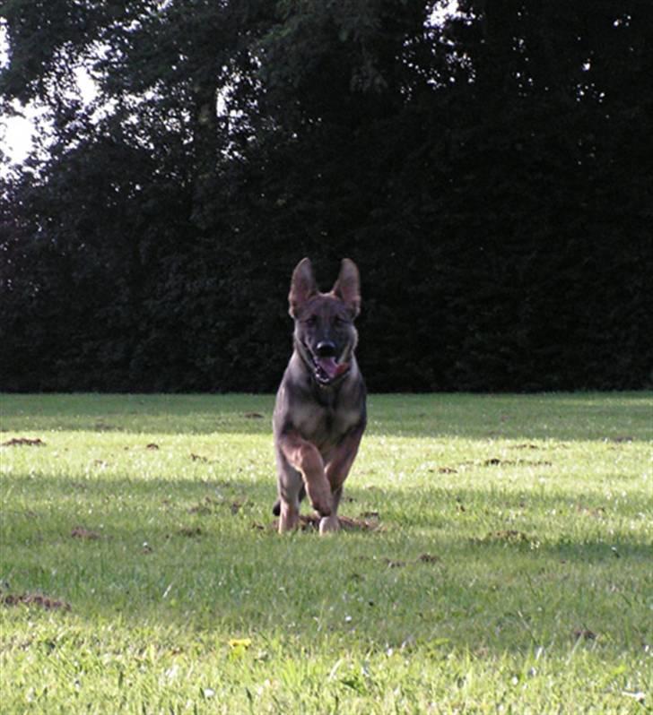 Schæferhund Team Rapi Bacardi(Lotte) billede 4