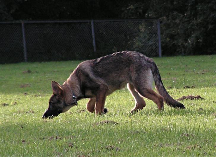 Schæferhund Team Rapi Bacardi(Lotte) billede 5