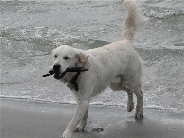 Golden retriever Walter billede 8