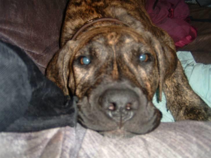 Dogo canario Leonardo (R.I.P) - Leo billede 3