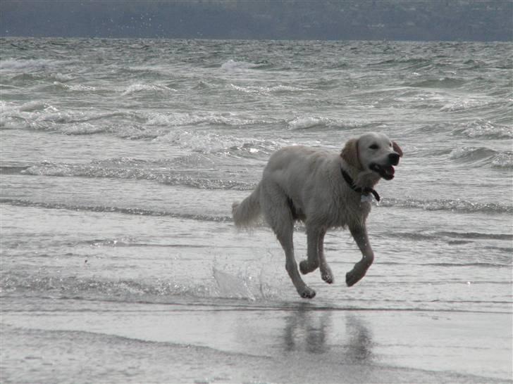 Golden retriever Walter billede 9