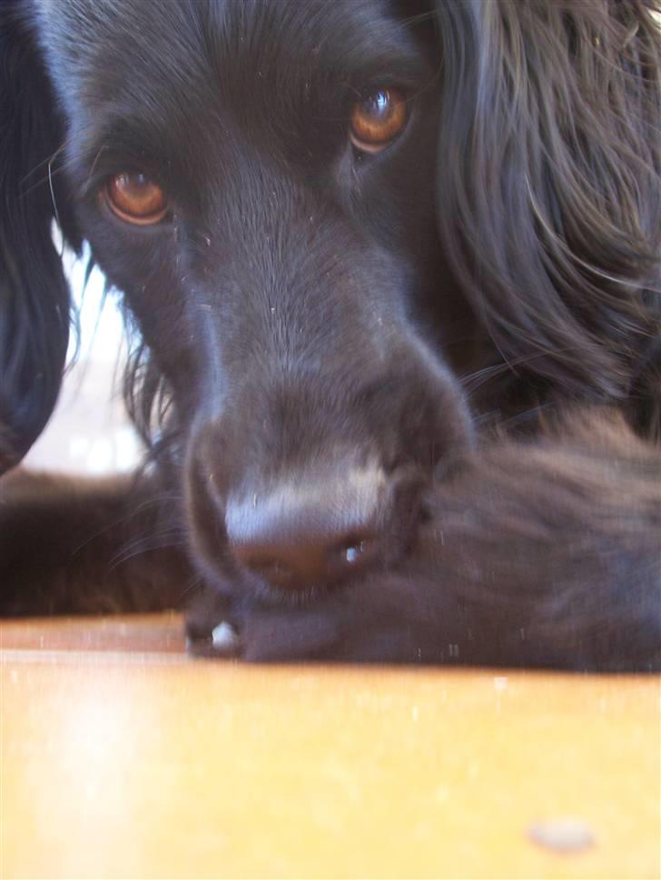 Blanding af racer Freddy billede 3