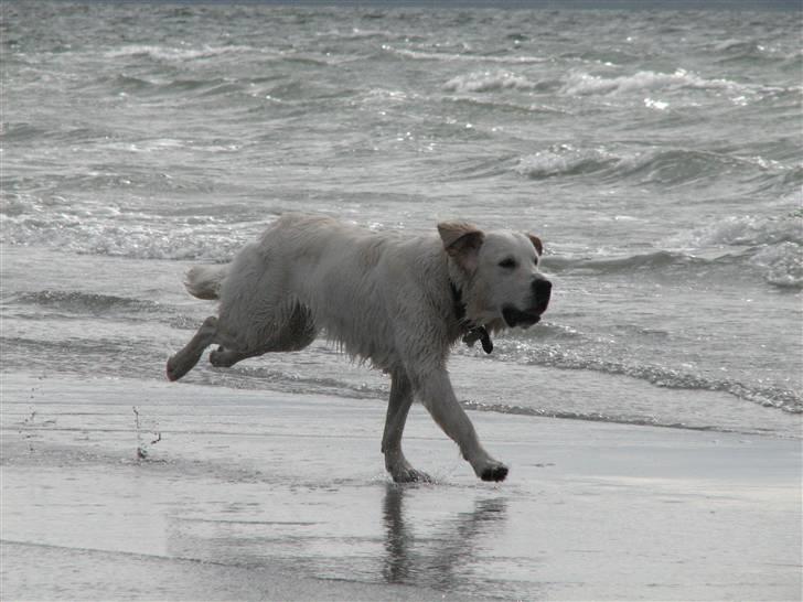 Golden retriever Walter billede 10