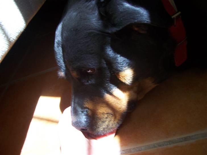 Rottweiler Chilli billede 4