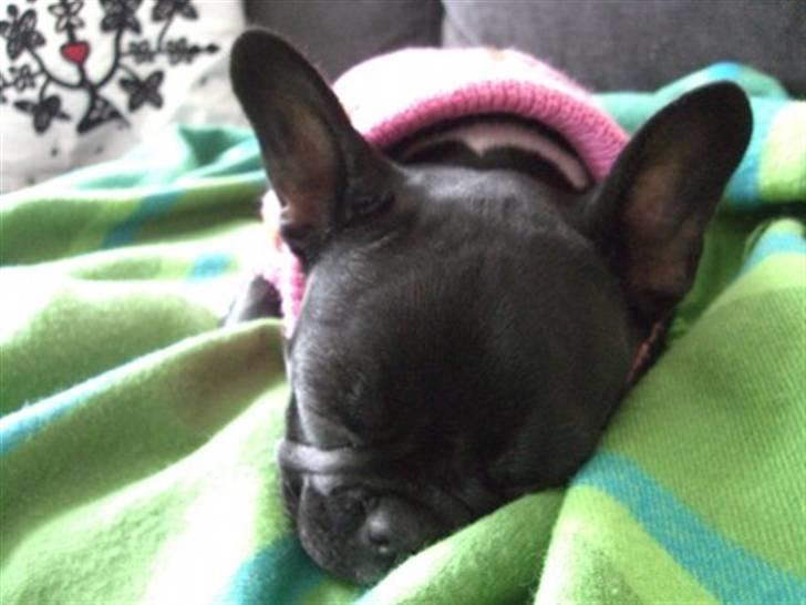Fransk bulldog Coco +2007-2009+ R.I.P. billede 10