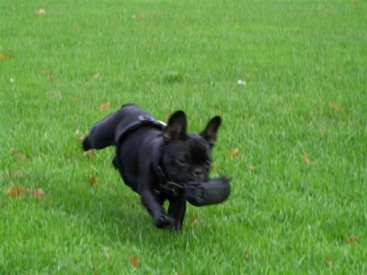 Fransk bulldog Coco +2007-2009+ R.I.P. billede 11