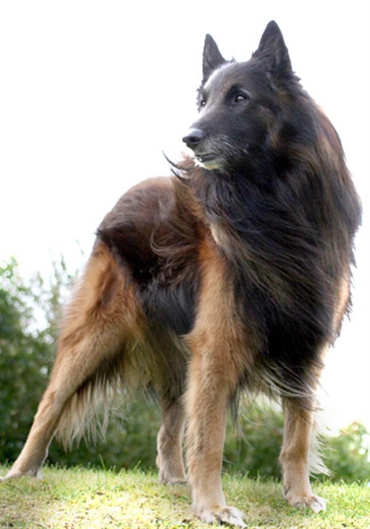 Tervueren Didder billede 1
