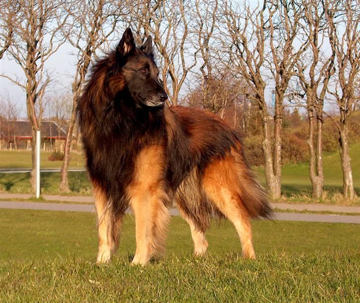 Tervueren Didder billede 2