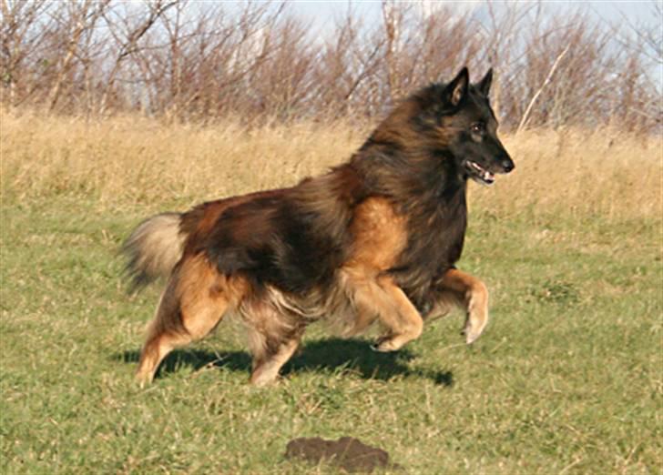 Tervueren Didder billede 3