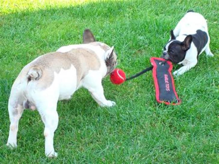 Fransk bulldog Ohio - Jeg er stærkere end min far billede 7