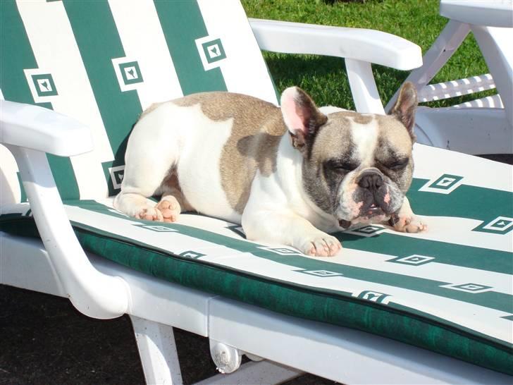 Fransk bulldog Oliver-Fawn De Los Tarant - endelig ro billede 7