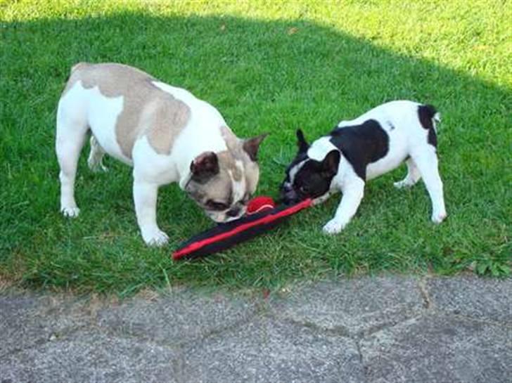 Fransk bulldog Oliver-Fawn De Los Tarant - Slip så, dumme unge!!!! billede 8