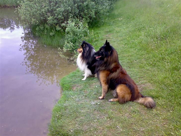 Collie langhåret Tjalfe billede 4