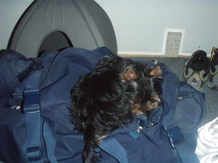 Yorkshire terrier Alfred billede 8