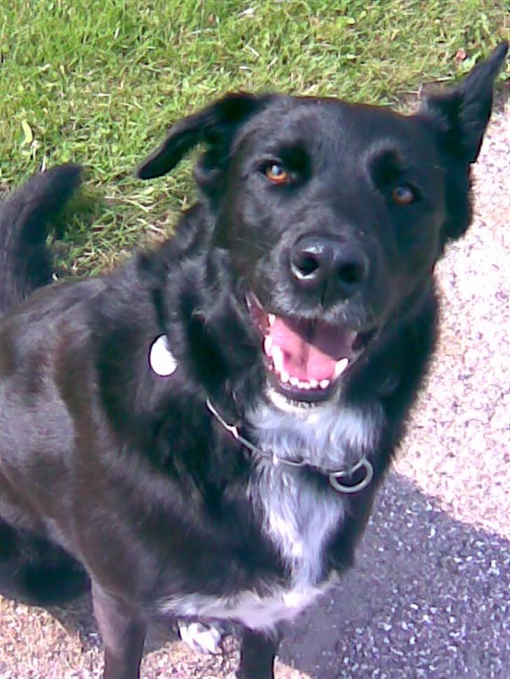 Blanding af racer Perle Sapangeraq - Taget m. mobiltelefon d. 14. august 07 billede 13