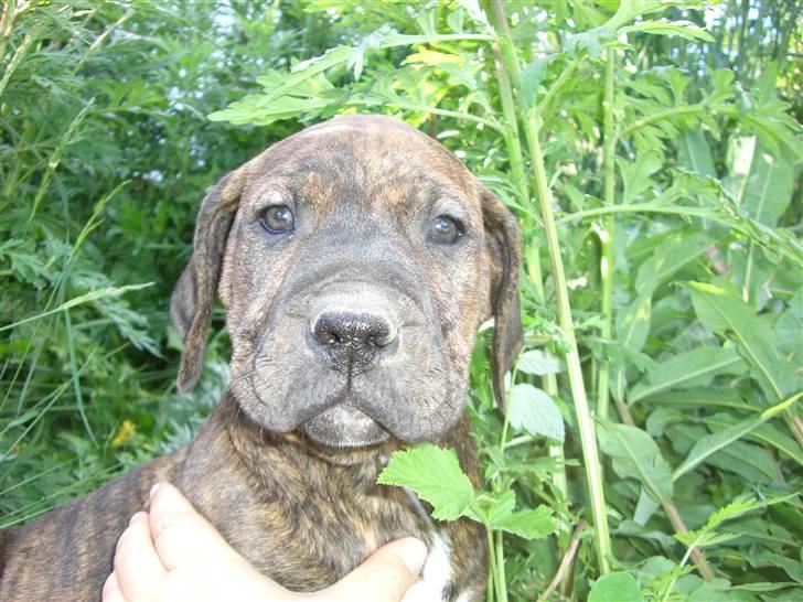 Dogo canario Leonardo (R.I.P) - leo billede 4