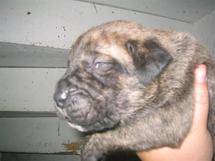 Dogo canario Leonardo (R.I.P) - Leo billede 5