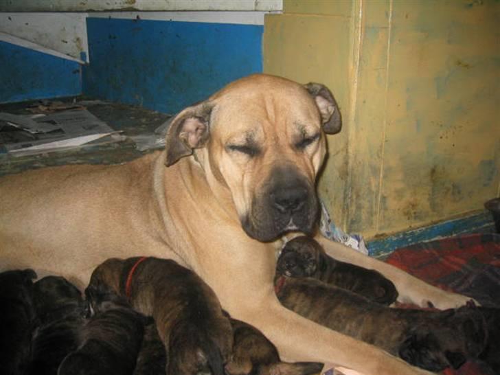 Dogo canario Leonardo (R.I.P) - Leo´s mor Marina billede 6