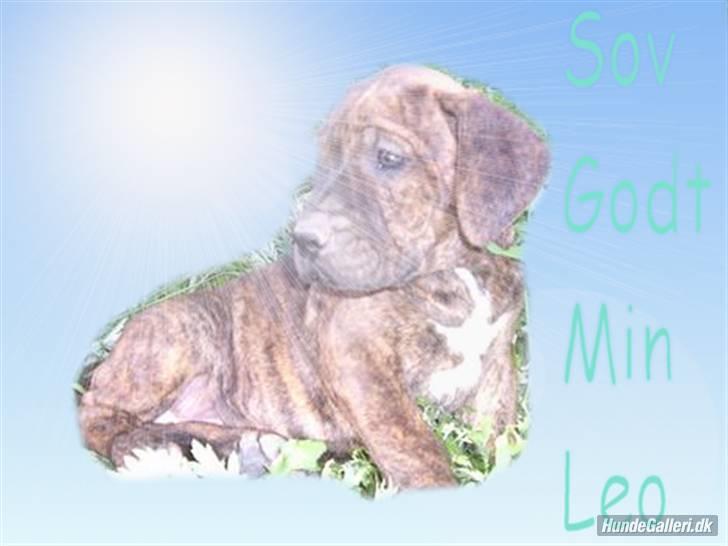 Dogo canario Leonardo (R.I.P) - Leo som lille billede 7