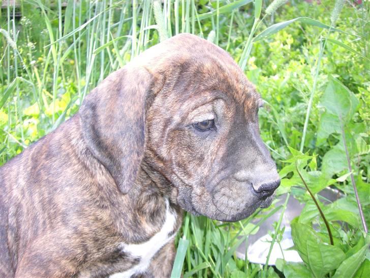 Dogo canario Leonardo (R.I.P) - Leo billede 8