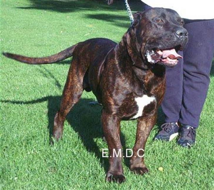 Dogo canario Leonardo (R.I.P) - Leos far Harley del mundo billede 9