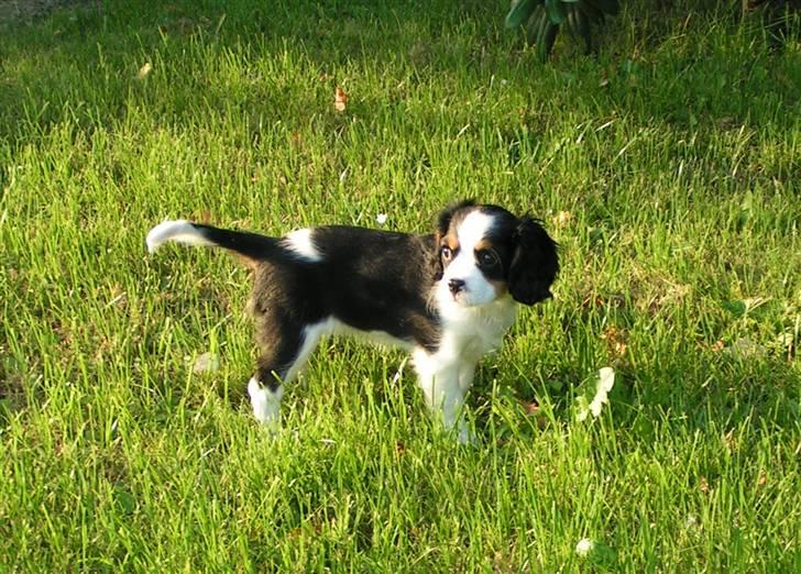 Cavalier king charles spaniel Luna billede 1