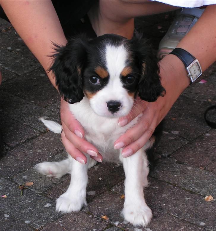 Cavalier king charles spaniel Luna billede 2
