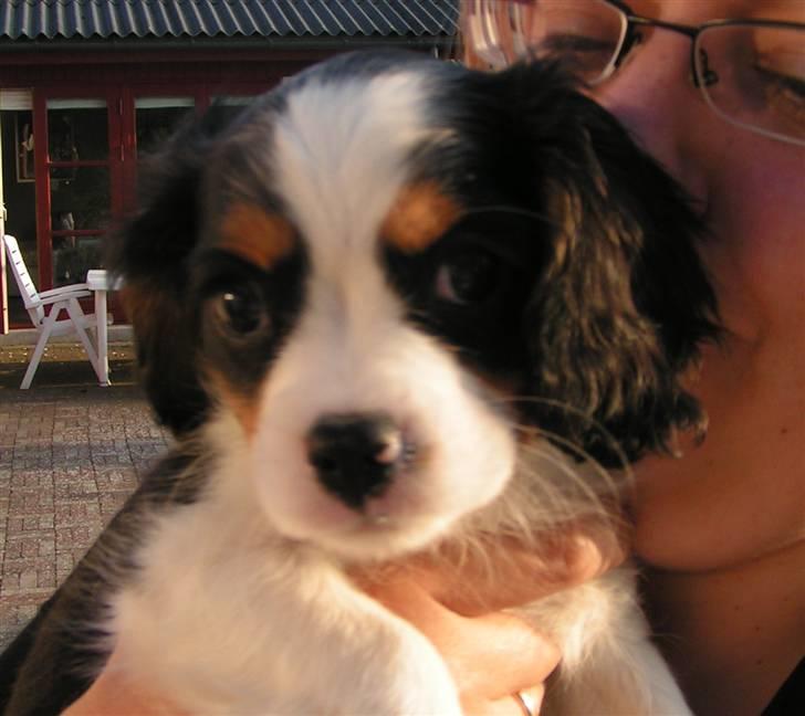 Cavalier king charles spaniel Luna billede 3