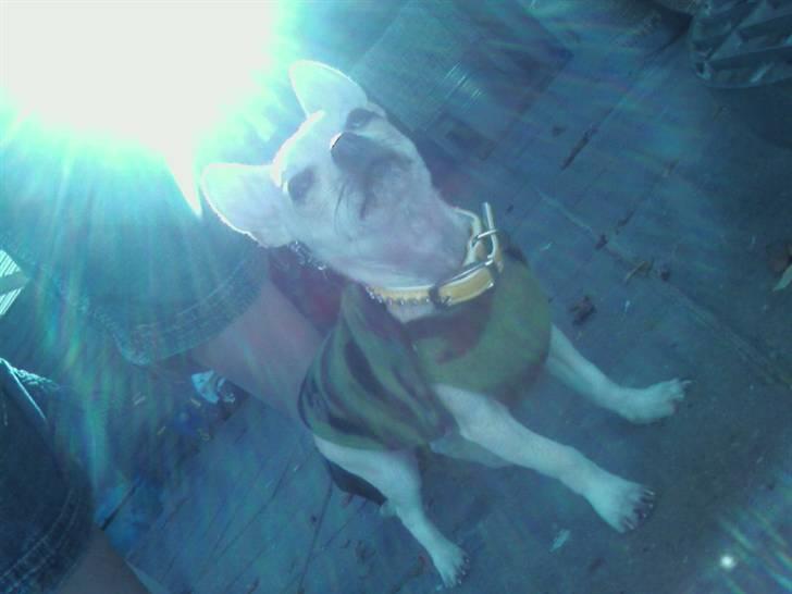 Chihuahua Maverick-Gucci - NYT d. 18/10 billede 3