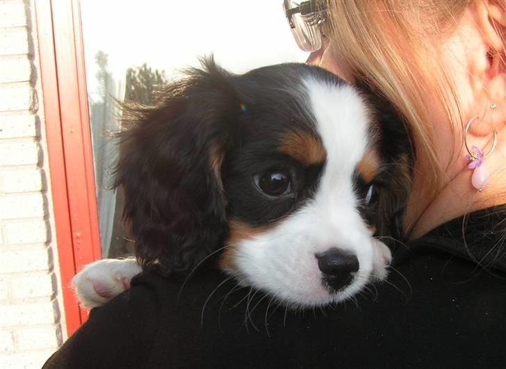 Cavalier king charles spaniel Luna billede 4