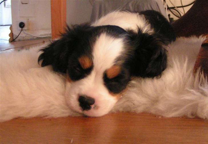 Cavalier king charles spaniel Luna billede 5