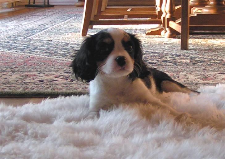 Cavalier king charles spaniel Luna billede 6