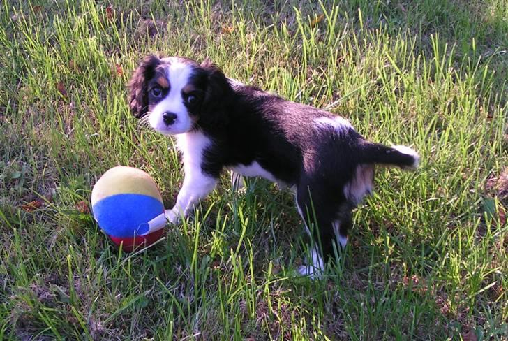 Cavalier king charles spaniel Luna billede 7